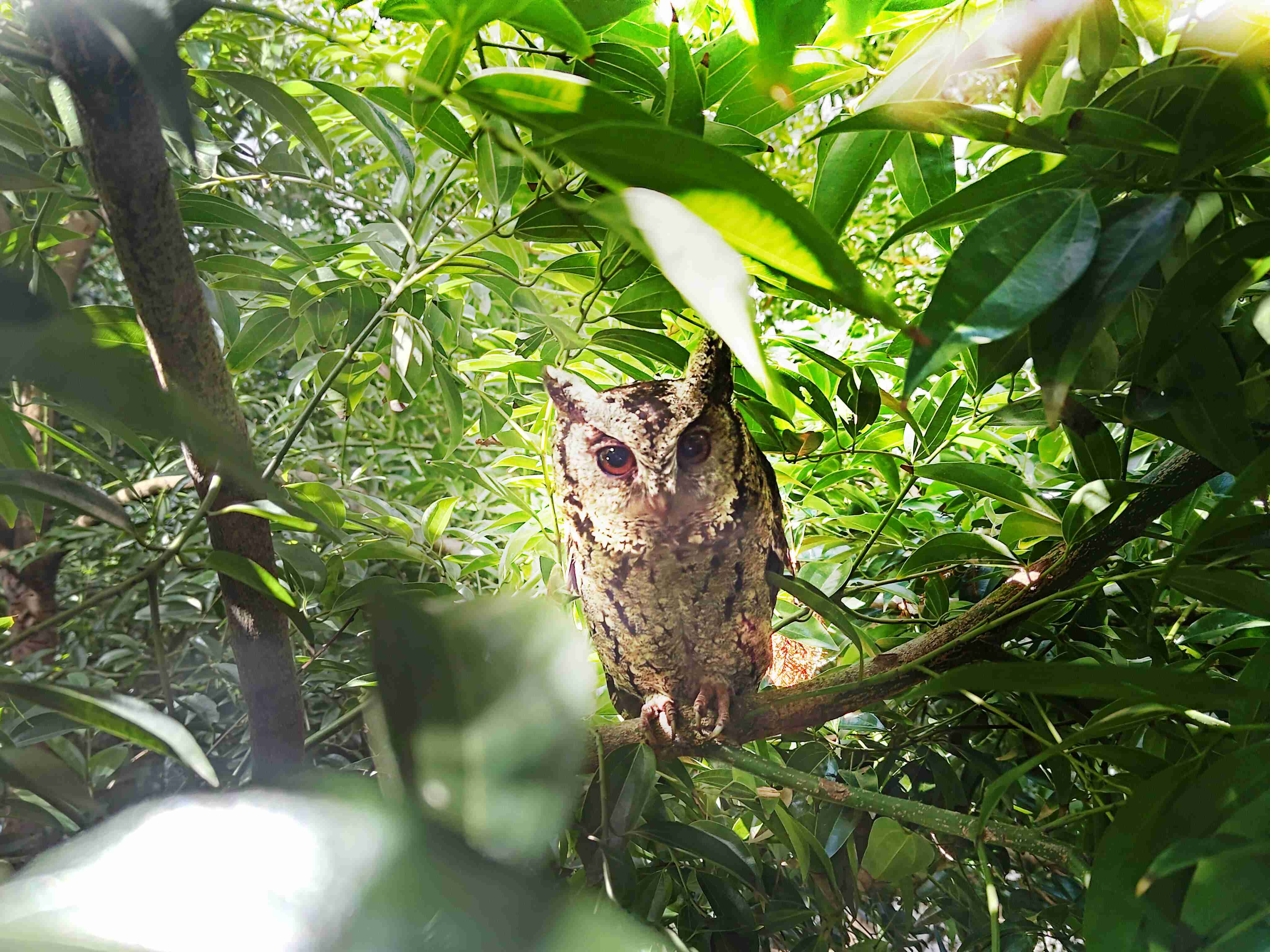 Wepay致力提倡净零绿生活，，，，16年以来在全球各厂区植树逾百万棵，，，造就各厂区树木蔚然成林，，，犹如森林工厂，，，，成为许多生物的栖息地